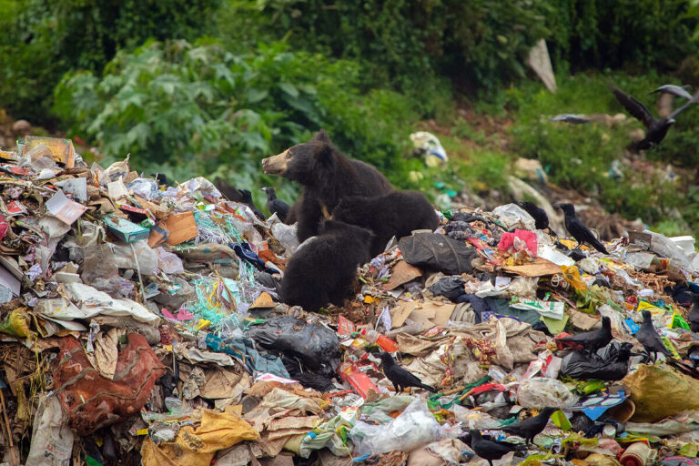 Sloth bears are attracted to the garbage dumps