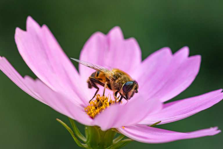 A bee on a flower.