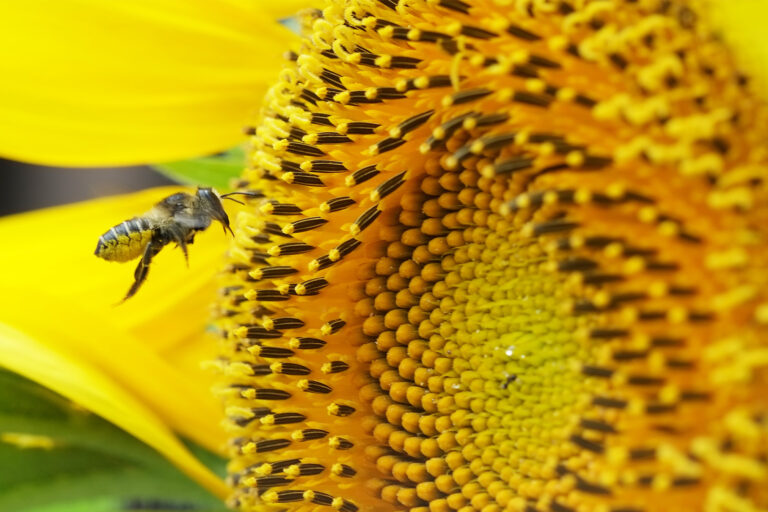 A bee with a sunflower in Tokyo.