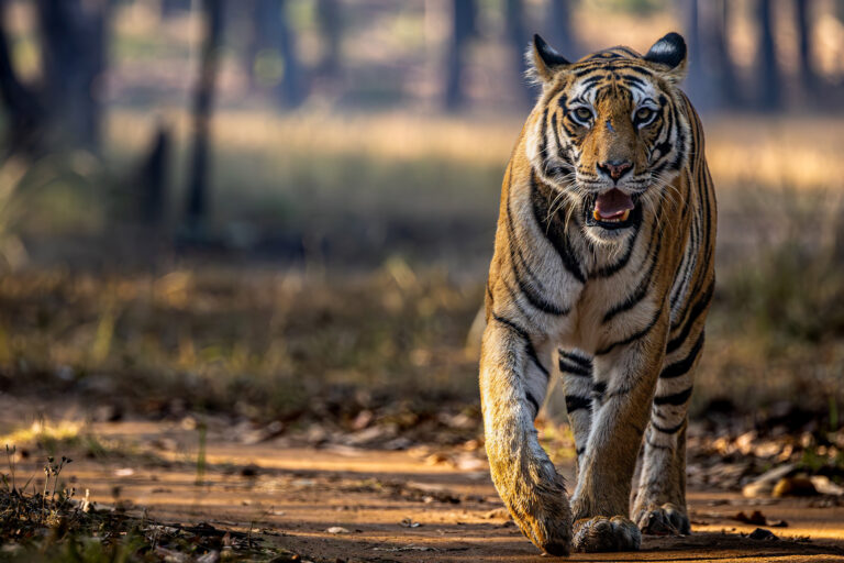 A Bengal tiger in neighboring India.