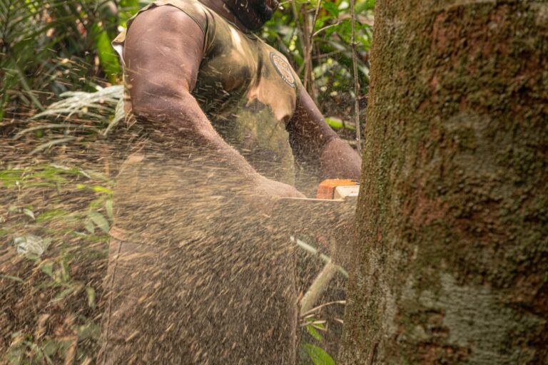 Logging operation in the Amazon.