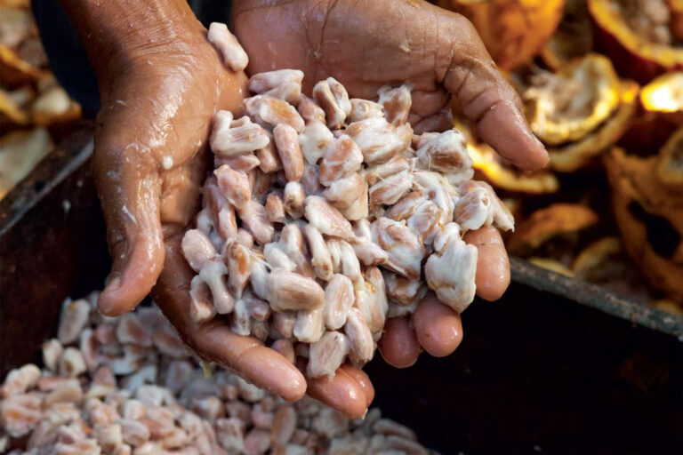 Cacao production in the Amazon (source FAPESP)