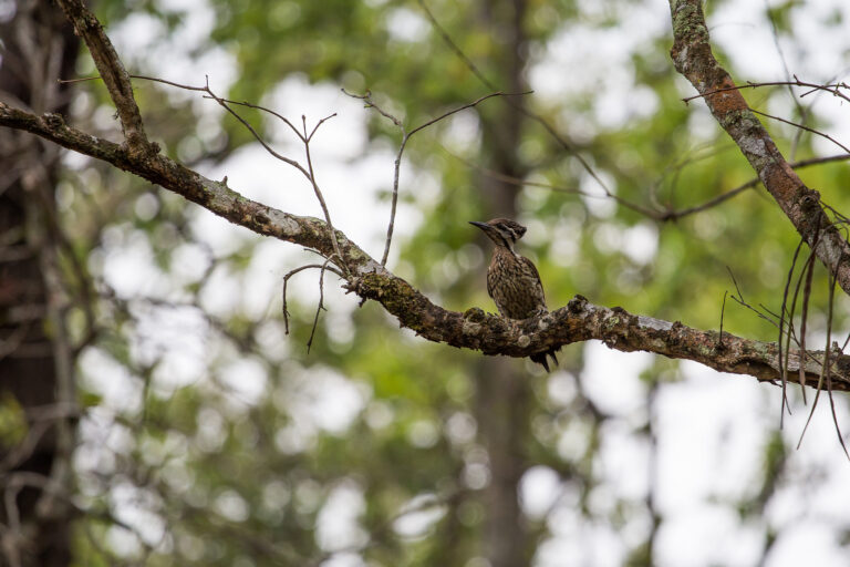 A woodpecker in Chitwan National Park.