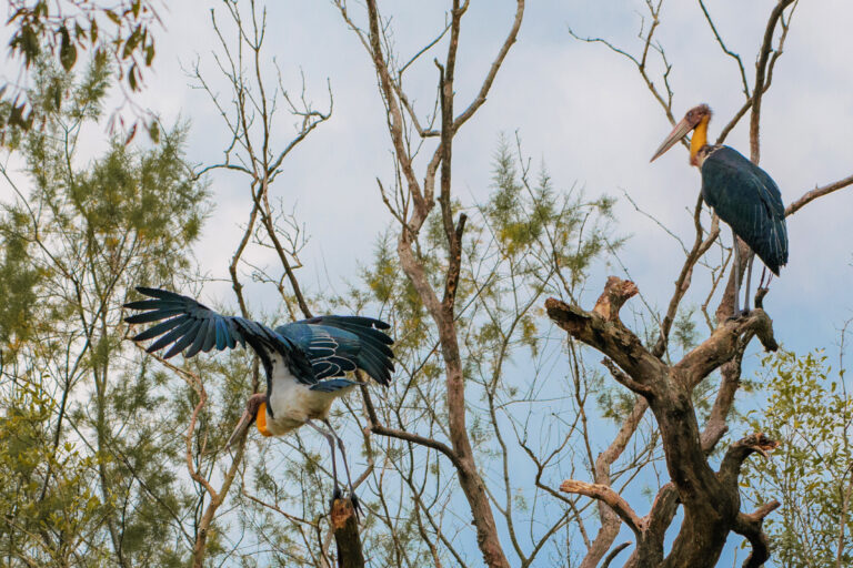 A pair of lesser adjutants in the Sundarbans.