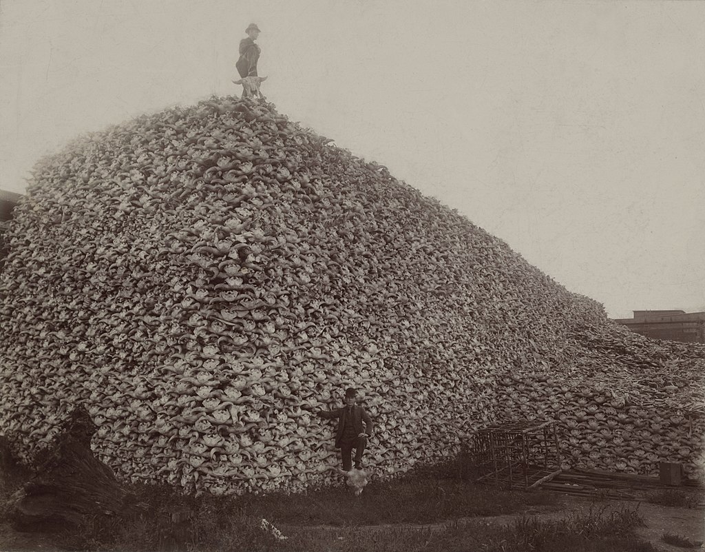 Photograph from 1892 of a pile of American bison skulls waiting to be ground for fertilizer or charcoal. Image by Chick Bowen via Wikimedia Commons (Public domain).