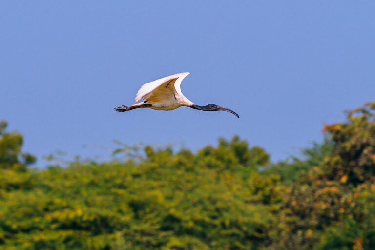 A black-headed ibis