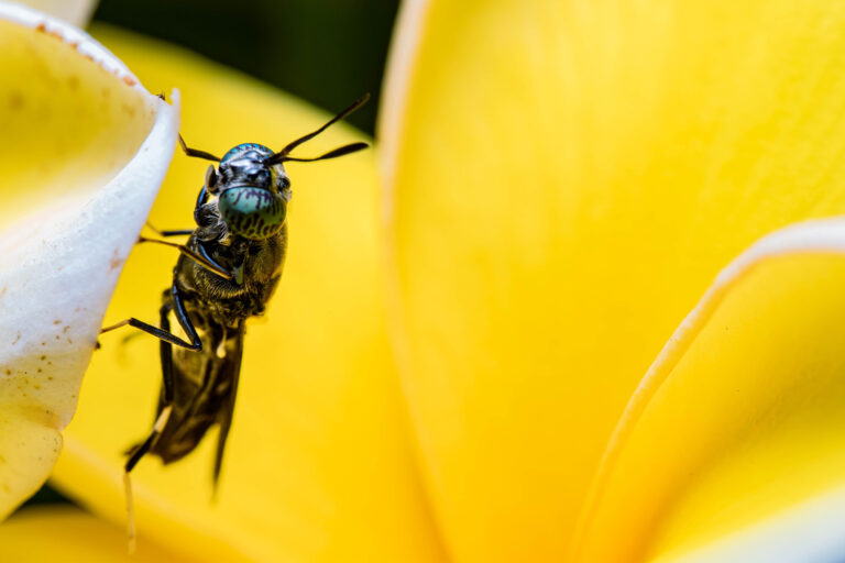 A black soldier fly.