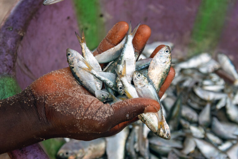 Baby bonga shad (Ethmalosa fimbriata).