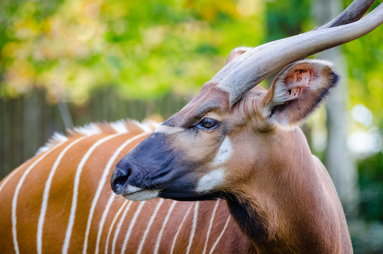 The bongo (Tragelaphus eurycerus)) is a nocturnal, forest-dwelling species of antelope. Image in the public domain.