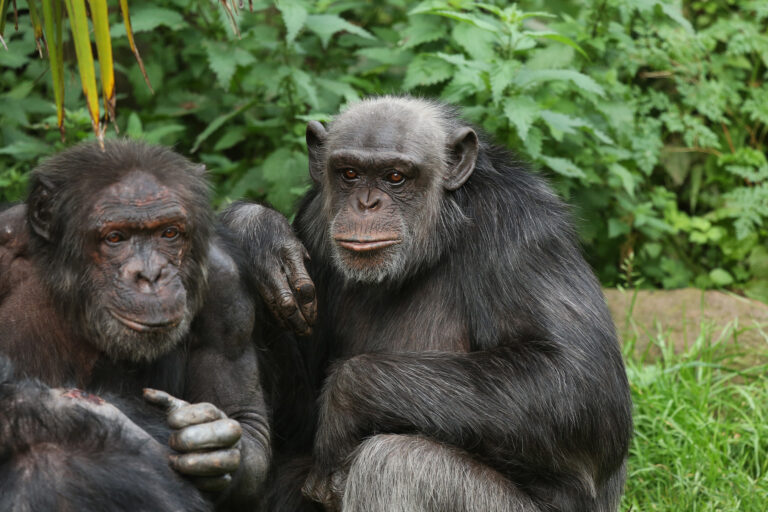 Bonobos and chimps recall friends and family even after years apart: Study