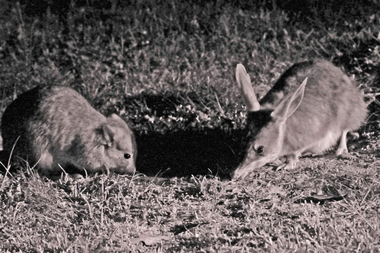 A Boodie (Bettongia lesueur) and a Bilby (Macrotis lagotis), two Australian marsupials.