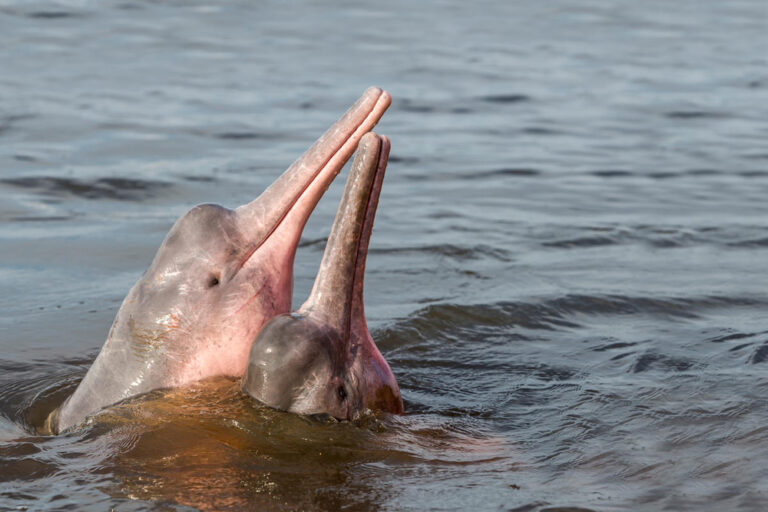 Amazon river dolphins (Inia geoffrensis). Image courtesy of WWF Sweden.