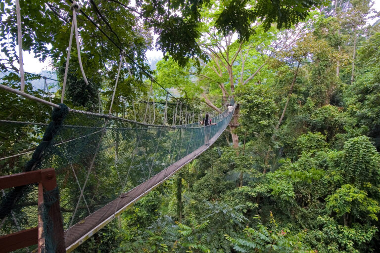 A hanging bridge in a forest in Malaysia.