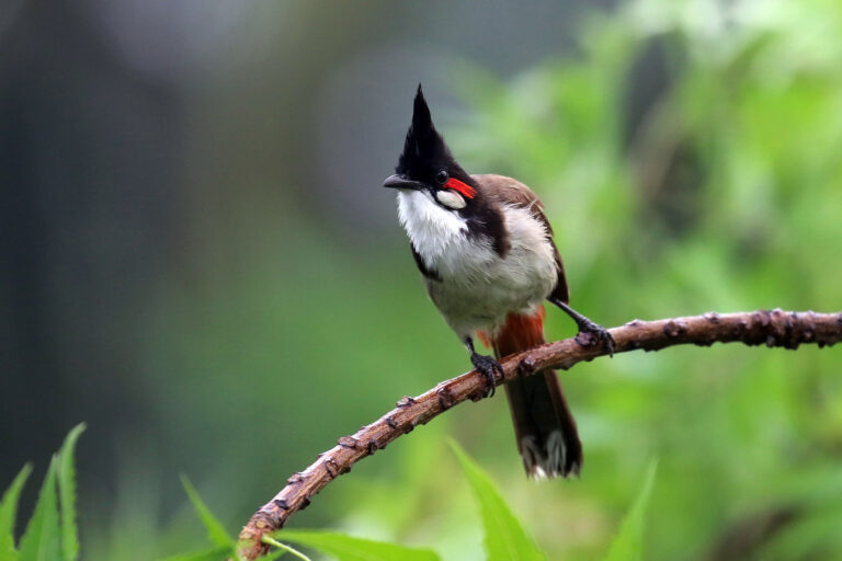 A red-whiskered bulbul in Nijhum Dwip.