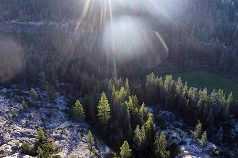 Pine forest in the Sierra Nevada. Photo by Rhett A. Butler / mongabay