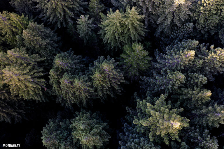 California redwoods. Photo credit: Rhett A. Butler