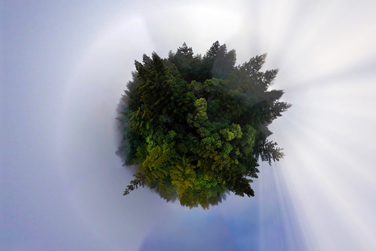 Sphere panoramic photo of redwoods in California. Photo credit: Rhett A. Butler