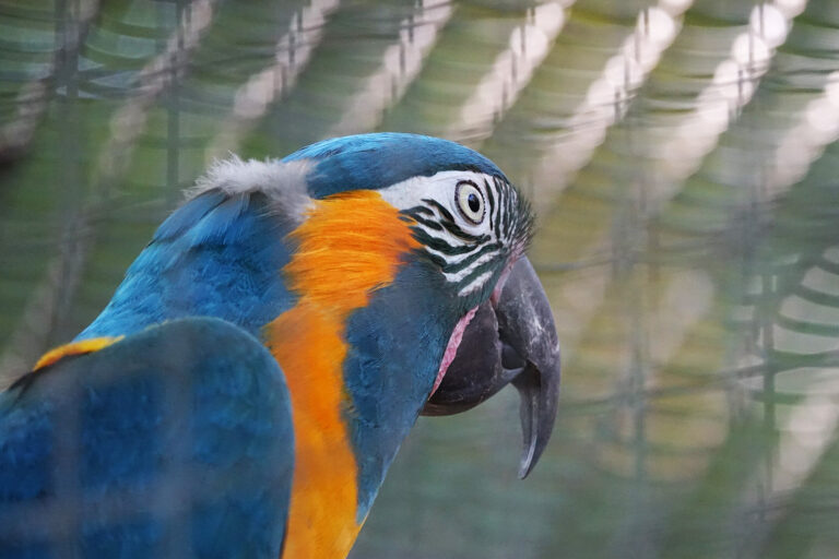 A blue-throated macaw (Ara glaucogularis) in a cage.