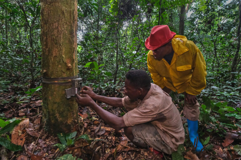 Camera trap training in the DRC.