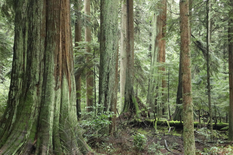 Forest in British Columbia. Photo: Rhett A. Butler