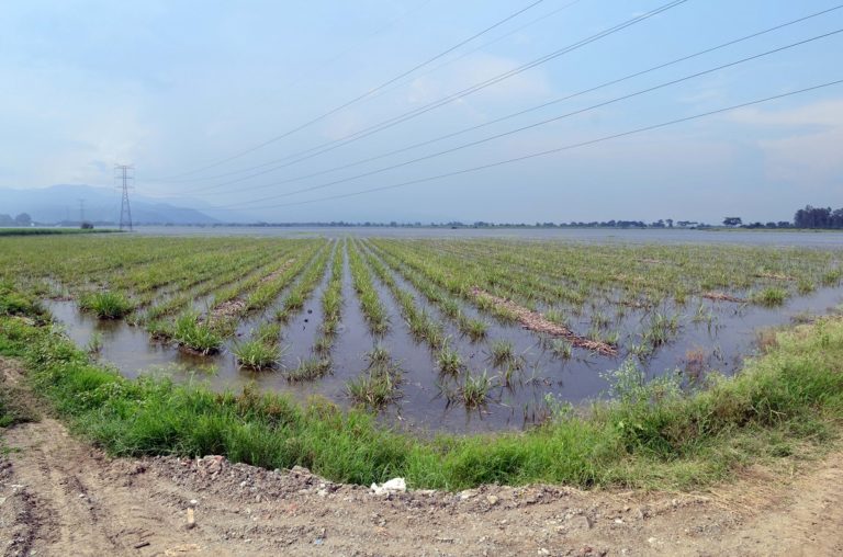 Flooded sugar cane fields near Colombia's third largest city, Cali, in the department of Valle Del Cauca, during an intense rainy season. Photo by Neil Palmer (CIAT)