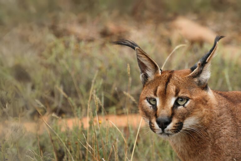 A caracal.