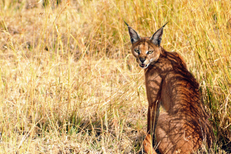 A caracal in Africa.