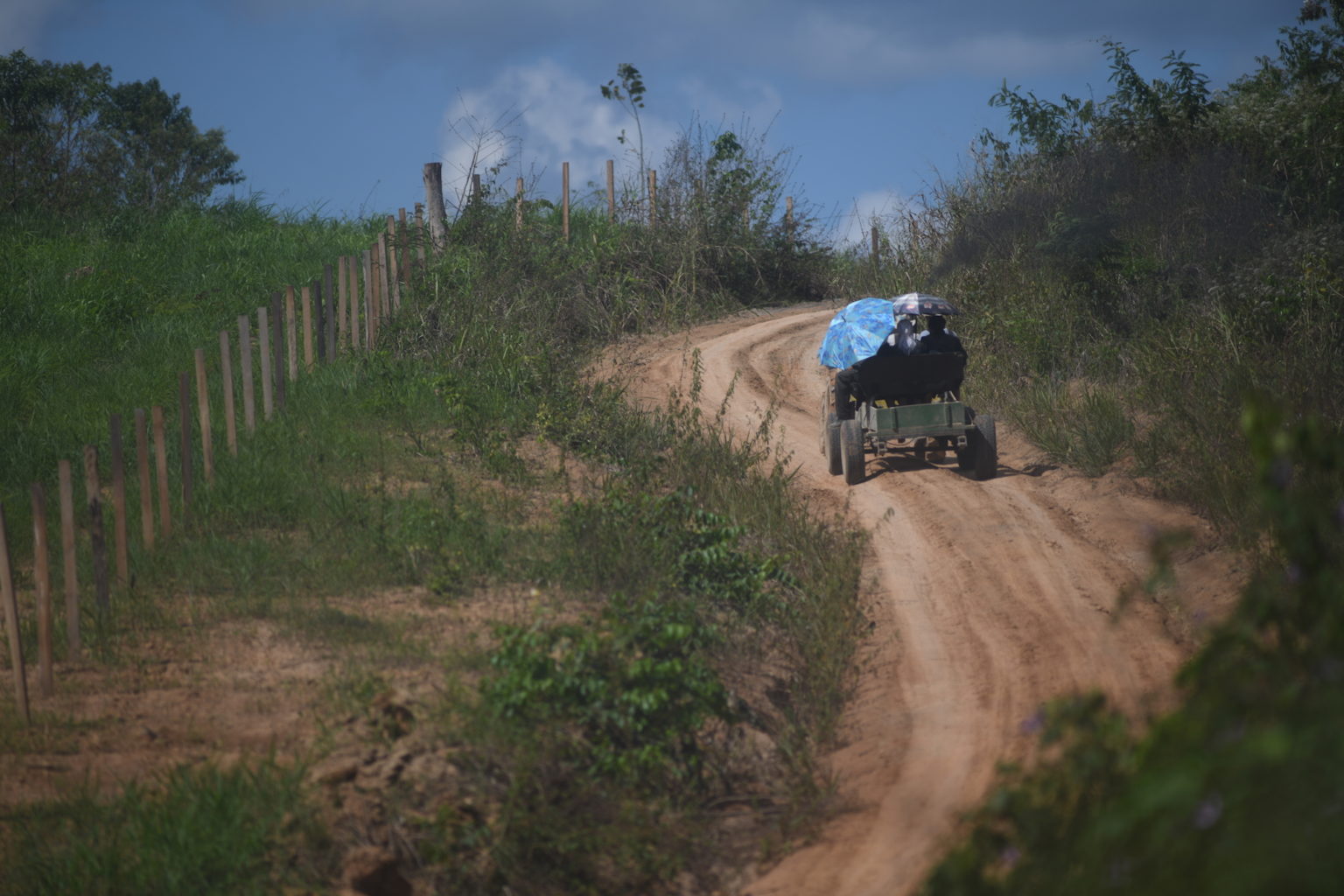 A Mennonite cart plies a road in Padre Márquez. Image by Hugo Alejos.