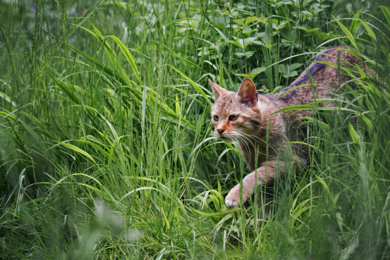 A domestic cat out in the wild.