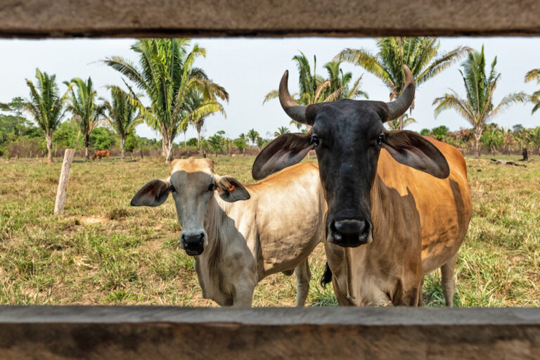 Cattle grazing in the Amazon.