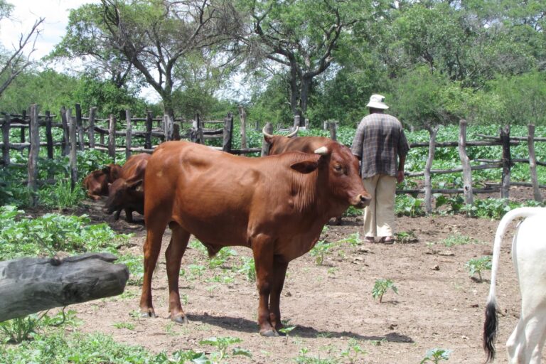 A smallholder farm in Zimbabwe. Soils in the miombo region are typically poor in nutrients, and healthy woodlands play an essential role in nutrient transfers, making small scale agriculture possible. In some areas, farmers practice shifting cultivation, using fire to clear small patches of woodland and return nutrients to the soil. In other areas farmers transfer nutrients from the woodlands to their farms by collecting leaf litter, manure, and earth from termite mounds to enrich their farm plots. The woodlands are also a source of fodder for livestock, fencing material, and numerous other products. Image courtesy of Edwin Tambara, AWF.