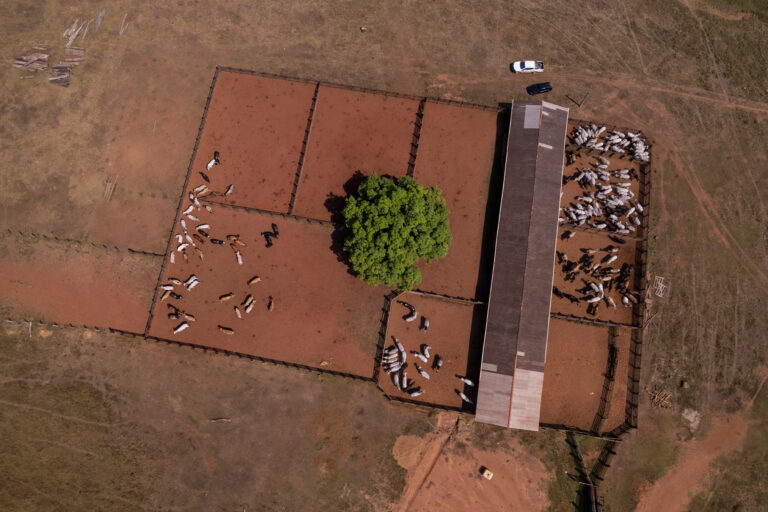 A cattle ranch in a deforeated area.