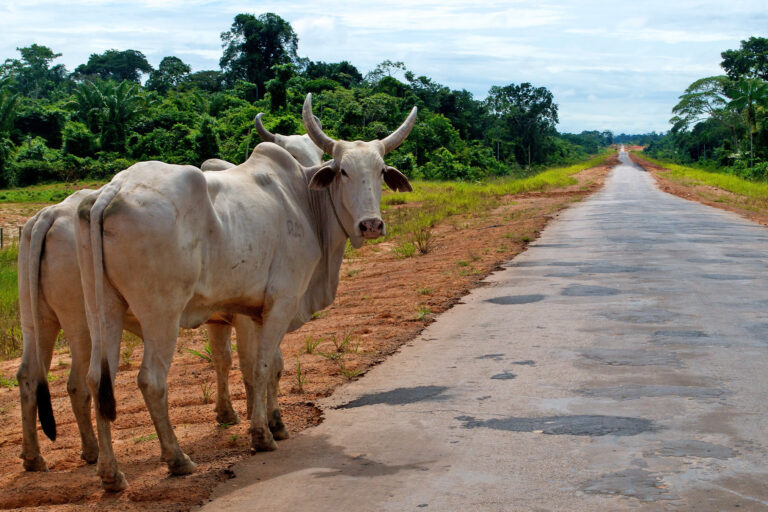 Cattle by the side of the road in Brazilian Amazon.