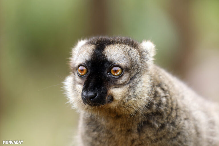 Common brown lemur