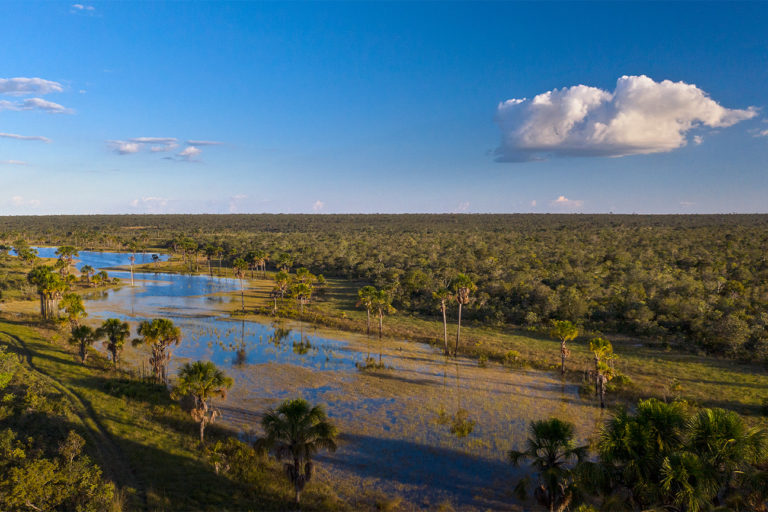 The Cerrado biome landscape.