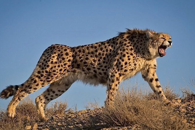 An Iranian cheetah.