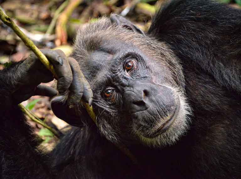 The Okapi Wildlife Reserve is home to more primate species than any other single tract of forest in the DRC. Image of an eastern chimpanzee (Pan troglodytes schweinfurthii) by Ron Waddington (CC BY-SA 2.0).