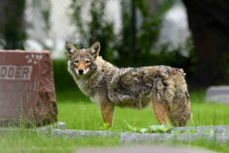 A coyote in Chicago. Image courtesy of Cook County Coyote Project.