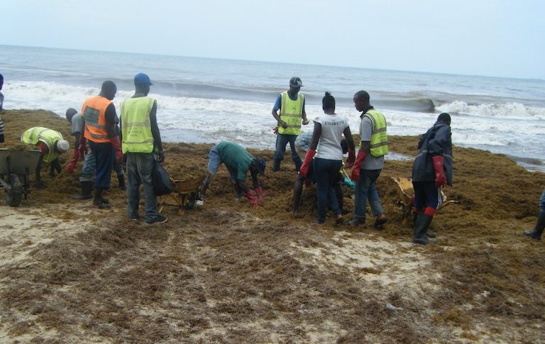 Clearing beached Sargassum in Sierra Leone. Image courtesy Environmental Protection Agency – Sierra Leone