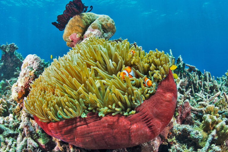 Clown fish in anemone