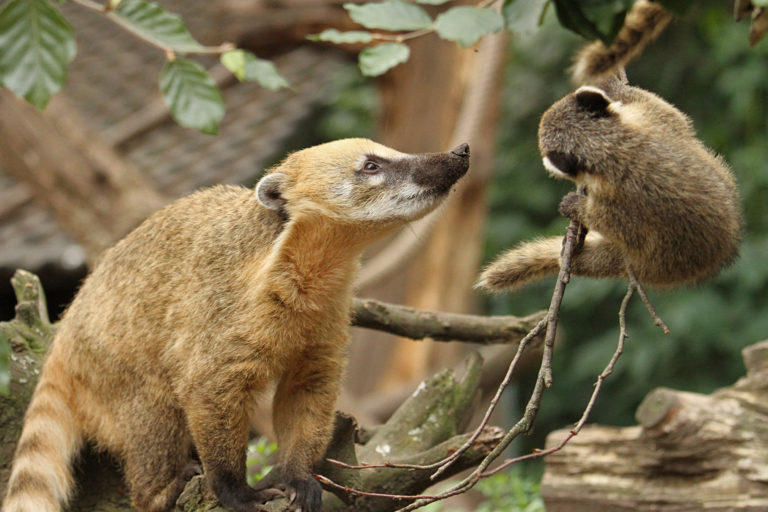 Adult and baby coatis.