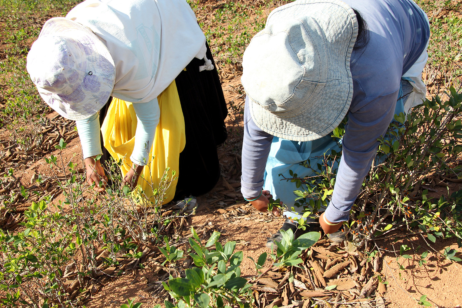 Two women harvesting coca in South America. Image by RioPatuca Images via Adobe Stock.