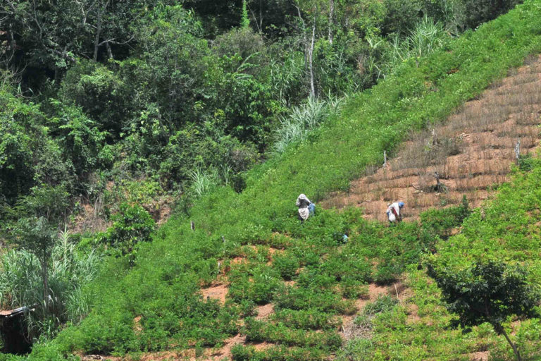 Coca plantation on a hillside near Caranavi, western Bolivia.