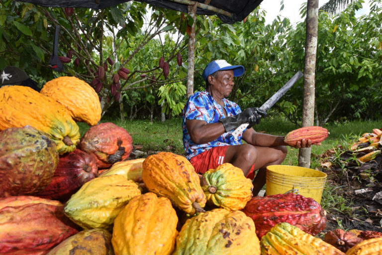 A farmer extracts cacao beans from the pods in Colombia.