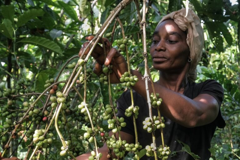 Coffee bean harvesting in Yangambi DRC. Image courtesy of Axel Fassio/CIFOR_ICRAF