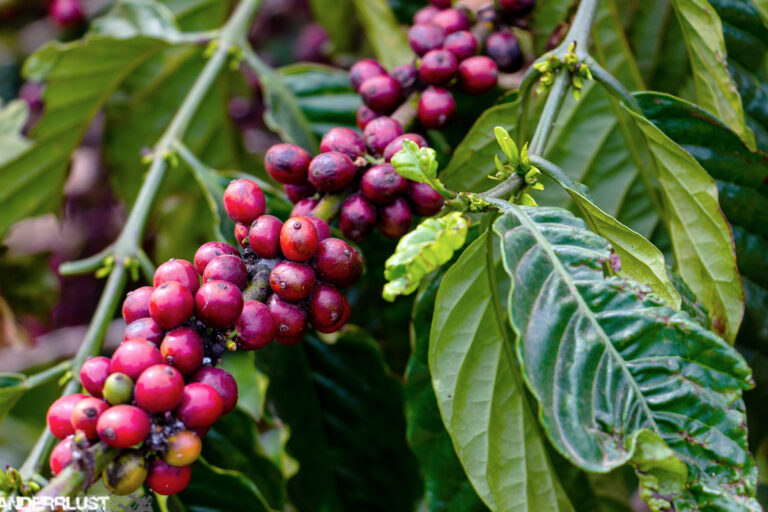 Coffee beans on a plant.