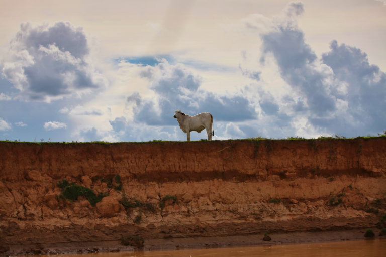 Cow in Colombia. Photo credit: Rhett A. Butler