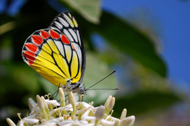 A common Jezebel (Delias eucharis).