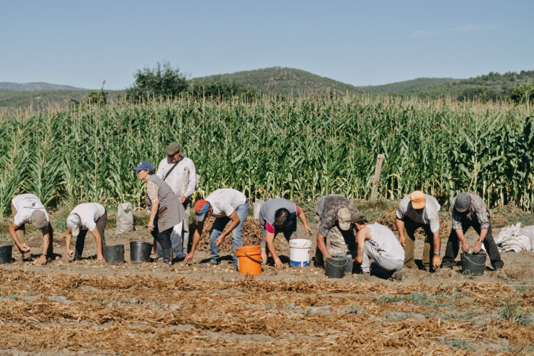 Communal potato harvest in Covas do Barroso, Portugal