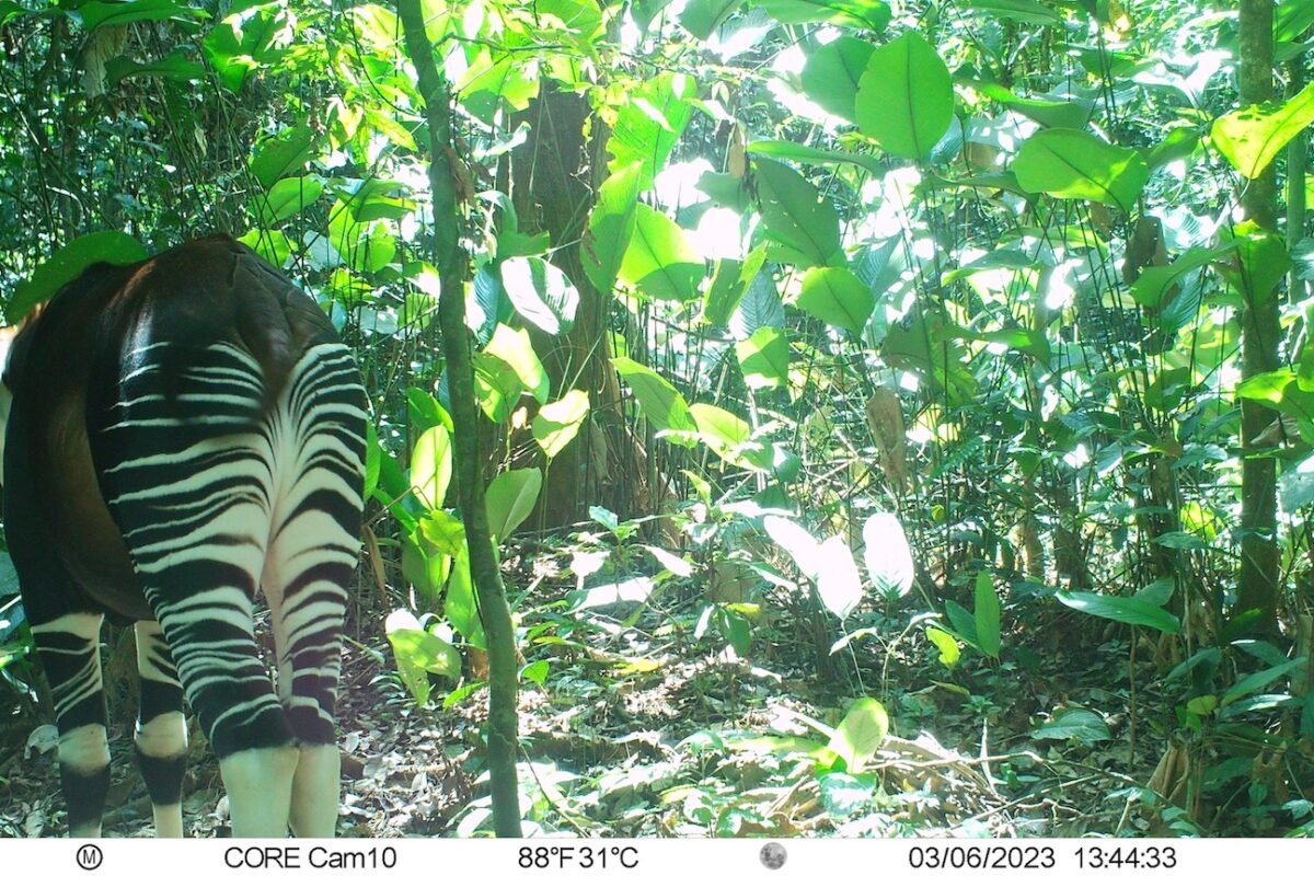 Camera traps help the Okapi Conservation Project monitor okapi activity and demographics in the Ituri forest. Image by Okapi Conservation Project.